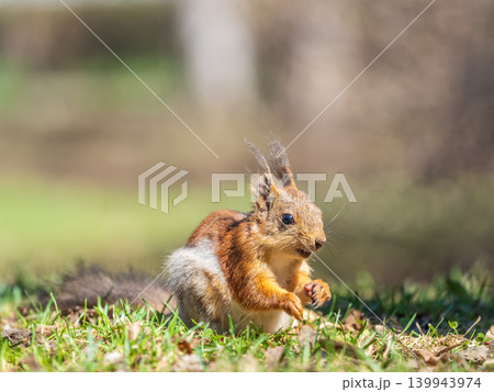 Squirrel in autumn or spring with nut on the green grass with fallen yellow leaves 139943974