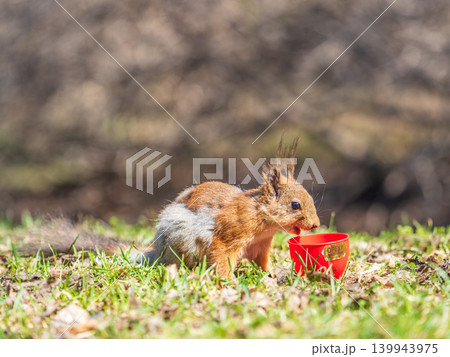 Squirrel in autumn or spring with nut on the green grass with fallen yellow leaves 139943975