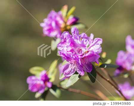 Pink flowers of Siberian rhododendron copy space. Rhododendron dauricum. Spring flowering of Altai rhododendron. Pink flowers of Siberian rhododendron copy space. Rhododendron dauricum. Spring flowering of Altai rhododendron. 139943980