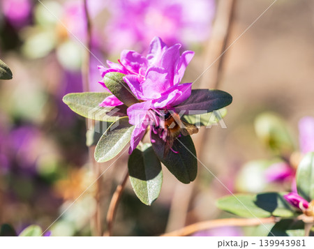 Pink flowers of Siberian rhododendron copy space. Rhododendron dauricum. Spring flowering of Altai rhododendron. 139943981