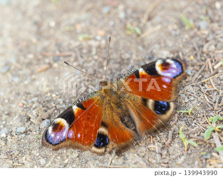 Peacock butterfly on the ground among the grass 139943990