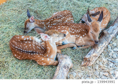 Spotted fallow Deer's lays down on the ground in contact zoo. Spotted fallow Deer's lays down on the ground in contact zoo. 139943991