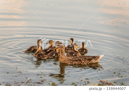 A family of ducks, a duck and its little ducklings are swimming in the water. The duck takes care of its newborn ducklings. Mallard, lat. Anas platyrhynchos A family of ducks, a duck and its little ducklings are swimming in the water. The duck takes care of its newborn ducklings. Mallard, lat. Anas platyrhynchos 139944007