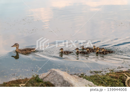 A family of ducks, a duck and its little ducklings are swimming in the water. The duck takes care of its newborn ducklings. Mallard, lat. Anas platyrhynchos 139944008