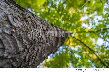 Bark texture and background of a old tree trunk. Detailed bark texture. Bark texture and background of a old tree trunk. Detailed bark texture. 139944042