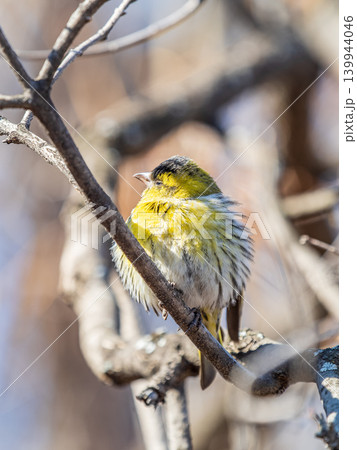 Eurasian siskin male, latin name spinus spinus, sitting on branch of tree. Cute little yellow songbird. Eurasian siskin male, latin name spinus spinus, sitting on branch of tree. Cute little yellow songbird. 139944046