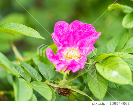 Blooming rosehip flower, beautiful pink flower on a bush branch. Beautiful natural background of blooming greenery. Blooming rosehip flower, beautiful pink flower on a bush branch. Beautiful natural background of blooming greenery. 139944062