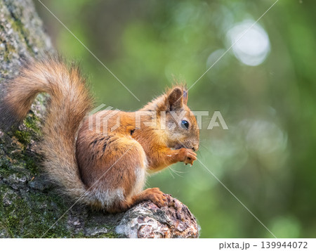 The squirrel with nut sits on a branches in the spring or summer. The squirrel with nut sits on a branches in the spring or summer. 139944072