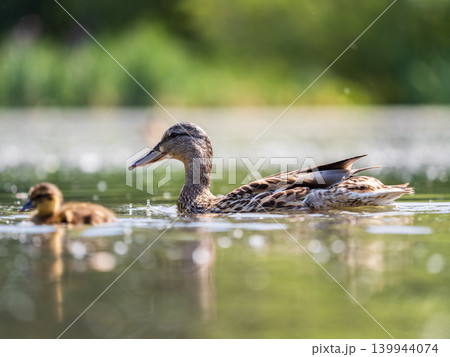 A family of ducks, a duck and its little ducklings are swimming in the water. The duck takes care of its newborn ducklings. Mallard, lat. Anas platyrhynchos 139944074