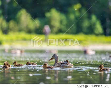 A family of ducks, a duck and its little ducklings are swimming in the water. The duck takes care of its newborn ducklings. Mallard, lat. Anas platyrhynchos A family of ducks, a duck and its little ducklings are swimming in the water. The duck takes care of its newborn ducklings. Mallard, lat. Anas platyrhynchos 139944075