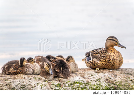 Adult duck with many ducklings sits on green shore of pond 139944083