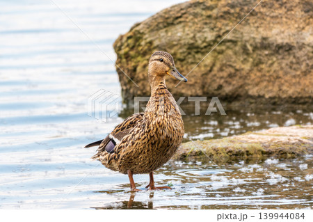 A duck female stands on its paws on the green shore of a pond. A duck female stands on its paws on the green shore of a pond. 139944084