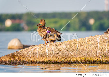 Adult duck with many ducklings sits on green shore of pond Adult duck with many ducklings sits on green shore of pond 139944085