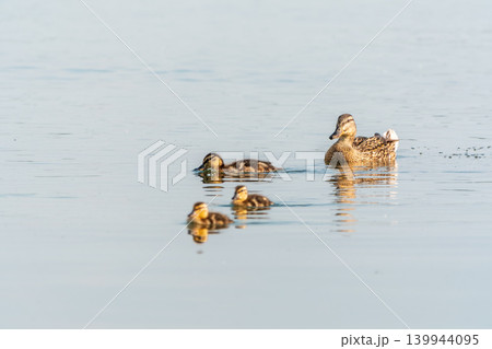 A family of ducks, a duck and its little ducklings are swimming in the water. The duck takes care of its newborn ducklings. Mallard, lat. Anas platyrhynchos A family of ducks, a duck and its little ducklings are swimming in the water. The duck takes care of its newborn ducklings. Mallard, lat. Anas platyrhynchos 139944095