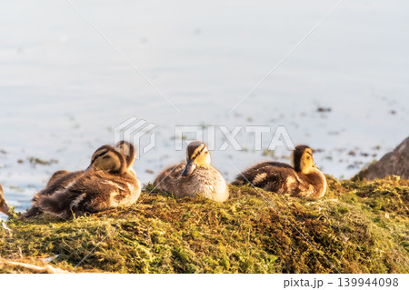 Cute little ducklings sits on a lake coast Cute little ducklings sits on a lake coast 139944098