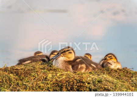 Cute little ducklings sits on a lake coast 139944101