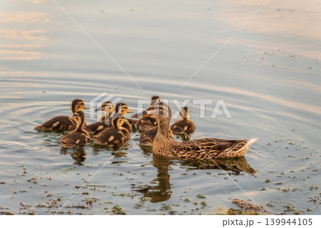 A family of ducks, a duck and its little ducklings are swimming in the water. The duck takes care of its newborn ducklings. Mallard, lat. Anas platyrhynchos 139944105