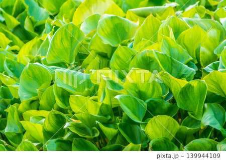 Green, juicy grass grow on the shore of the lake. The leaves are illuminated by the bright evening sun. Green, juicy grass grow on the shore of the lake. The leaves are illuminated by the bright evening sun. 139944109