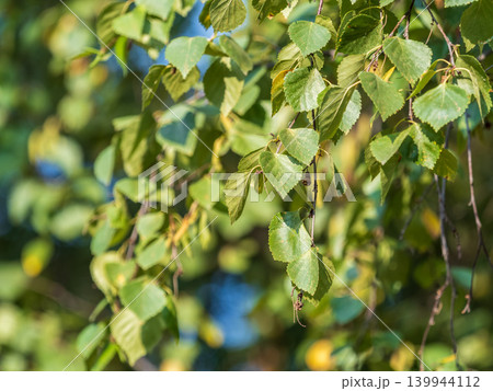 Birch branches with fresh green leaves and seeds. Birch tree branch, Betula pendula. 139944112