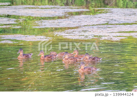 A family of ducks, a duck and its little ducklings are swimming in the water. The duck takes care of its newborn ducklings. Mallard, lat. Anas platyrhynchos A family of ducks, a duck and its little ducklings are swimming in the water. The duck takes care of its newborn ducklings. Mallard, lat. Anas platyrhynchos 139944124