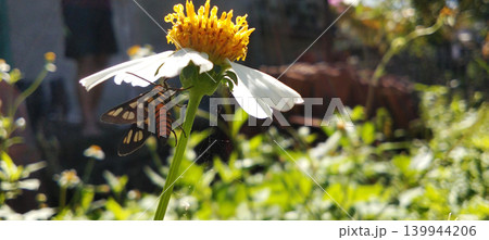 Macro photo of a colorful moth perched on a white flower. Macro photo of a colorful moth perched on a white flower. 139944206