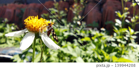 Macro photo of a colorful moth perched on a white flower. Macro photo of a colorful moth perched on a white flower. 139944208