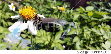 Macro photo of a colorful moth perched on a white flower. 139944210