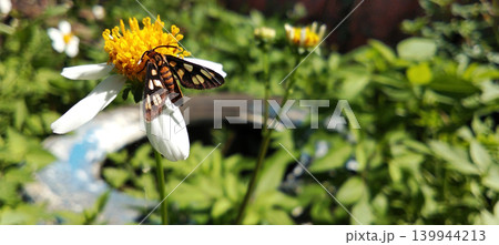 Macro photo of a colorful moth perched on a white flower. 139944213