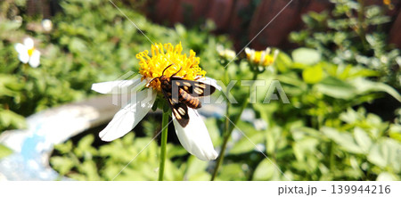 Macro photo of a colorful moth perched on a white flower. Macro photo of a colorful moth perched on a white flower. 139944216