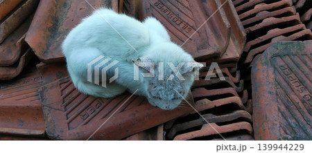 A white cat rests on a pile of clay roof tiles. 139944229
