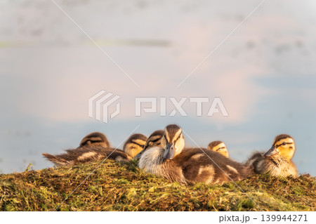 Cute little ducklings sits on a lake coast Cute little ducklings sits on a lake coast 139944271