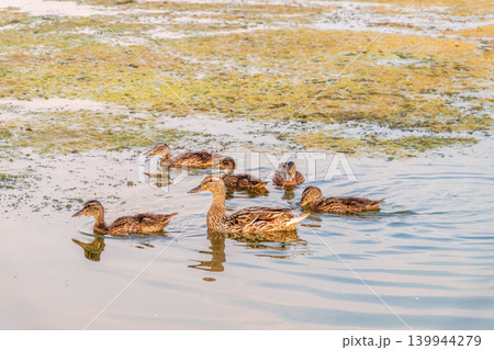 A family of ducks, a duck and its little ducklings are swimming in the water. The duck takes care of its newborn ducklings. Mallard, lat. Anas platyrhynchos 139944279