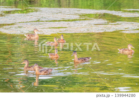 A family of ducks, a duck and its little ducklings are swimming in the water. The duck takes care of its newborn ducklings. Mallard, lat. Anas platyrhynchos A family of ducks, a duck and its little ducklings are swimming in the water. The duck takes care of its newborn ducklings. Mallard, lat. Anas platyrhynchos 139944280