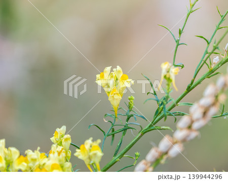 Linaria vulgaris common toadflax yellow wild flowers flowering on the meadow, small plants in bloom in the green grass Linaria vulgaris common toadflax yellow wild flowers flowering on the meadow, small plants in bloom in the green grass 139944296