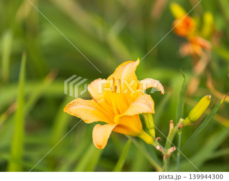 A yellow daylily flower, latin name Hemerocallis lilioasphodelus, at sunset. It is also known as the lemon daylily. 139944300