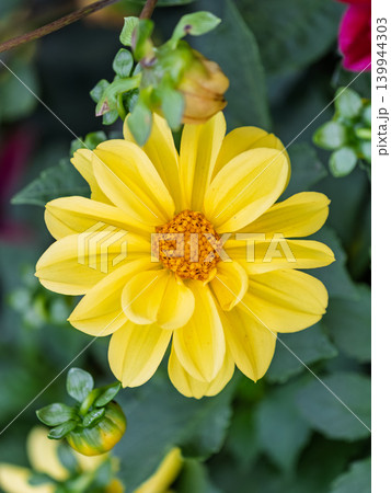 A wonderful Yellow dahlia flower is blooming in the garden. A wonderful Yellow dahlia flower is blooming in the garden. 139944303