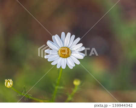 White and yellow daisy flowers on a green blurred background. White and yellow daisy flowers on a green blurred background. 139944342