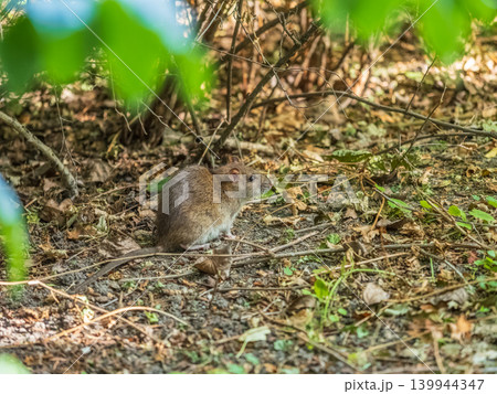 Close-up shot of the Common rat (Rattus norvegicus) with dark grey fur sitting in the green grass Close-up shot of the Common rat (Rattus norvegicus) with dark grey fur sitting in the green grass 139944347