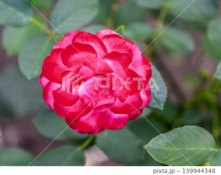Close-up of a pink rose on green background Close-up of a pink rose on green background 139944348