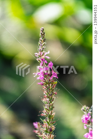 Summer Flowering Purple Loosestrife, Lythrum tomentosum on a green blured background. Summer Flowering Purple Loosestrife, Lythrum tomentosum on a green blured background. 139944351