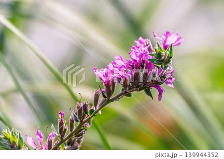 Summer Flowering Purple Loosestrife, Lythrum tomentosum on a green blured background. 139944352