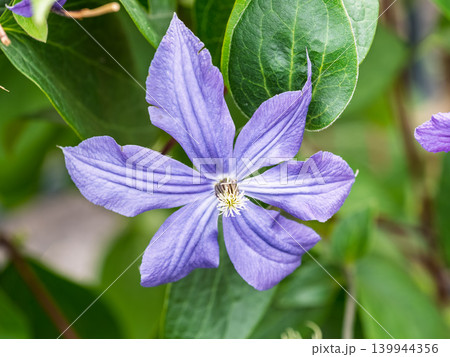 Spring Flowering Downy Clematis (Clematis macropetala). Close up of flowering blue Clematis on blurred background. Spring Flowering Downy Clematis (Clematis macropetala). Close up of flowering blue Clematis on blurred background. 139944356