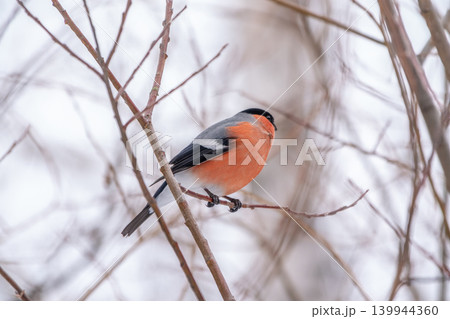 Bullfinch, pyrrhula pyrrhula, sitting on a branch without leaves in the autumn or winter. 139944360