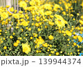 黄色い花　野菊 139944374