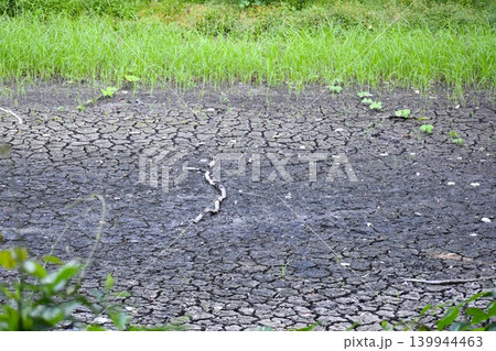 森林公園では水不足で池が干上がってきた 森林公園では水不足で池が干上がってきた 139944463