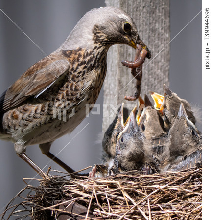 Fieldfare (Turdus pilaris) nest Fieldfare (Turdus pilaris) nest 139944696