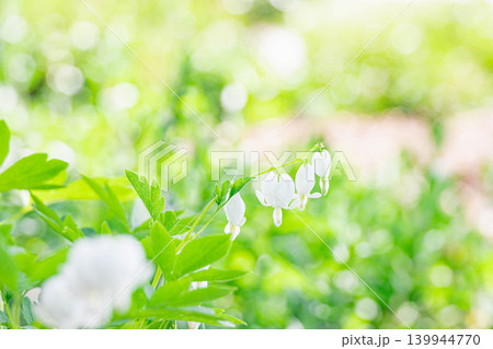 庭に咲く白いケマンソウの花 庭に咲く白いケマンソウの花 139944770