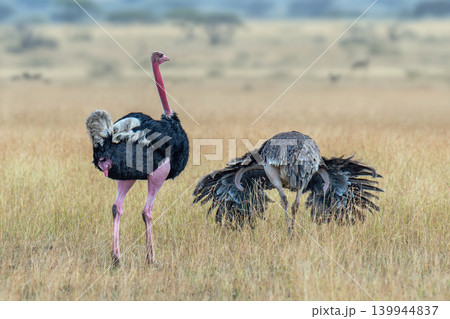 Ostriches during courtship games on a dry pasture 139944837