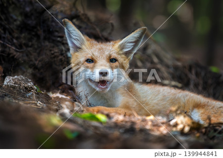 Red fox, vulpes vulpes in forest. Wild animal in natural environ 139944841