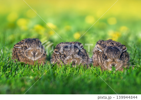 Three wild leverets resting in green spring grass Three wild leverets resting in green spring grass 139944844